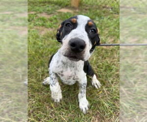 Pointer-Unknown Mix Dogs for adoption in Tarrytown, GA, USA