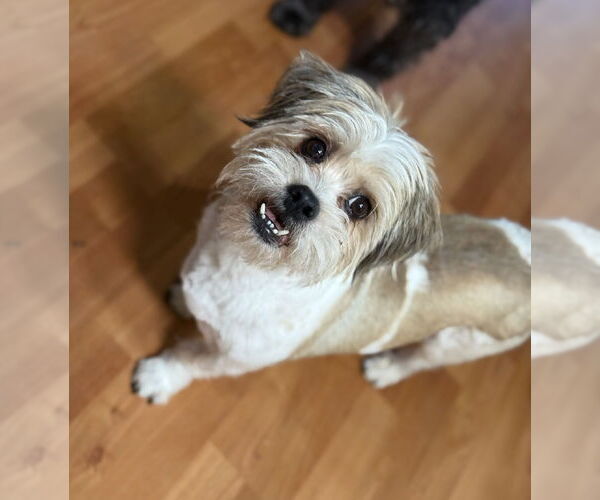 Medium Photo #3 Shih Apso Puppy For Sale in Phoenix, AZ, USA
