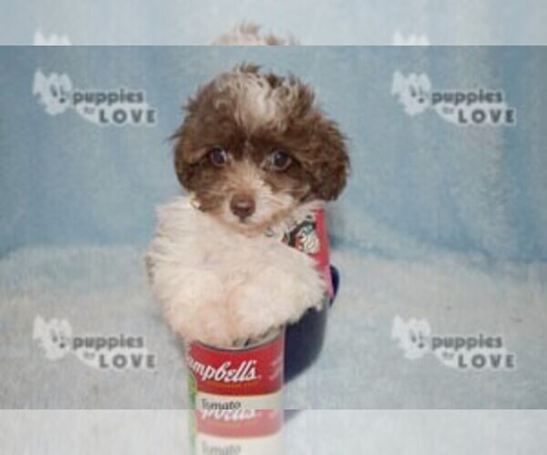 Medium Photo #17 Maltipoo Puppy For Sale in SANGER, TX, USA