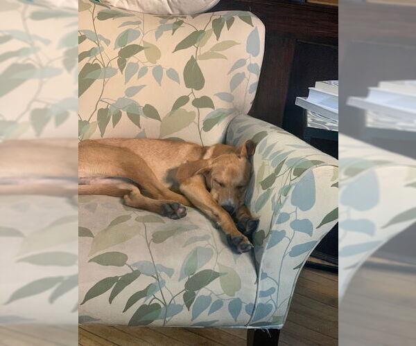 Medium Photo #9 Labrador Retriever-Unknown Mix Puppy For Sale in Brooklyn Center, MN, USA