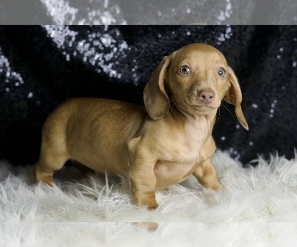 Medium Photo #4 Dachshund Puppy For Sale in WARSAW, IN, USA