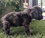 Puppy Comet Cocker Spaniel
