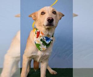 Border Collie Dogs for adoption in Bakersfield, CA, USA