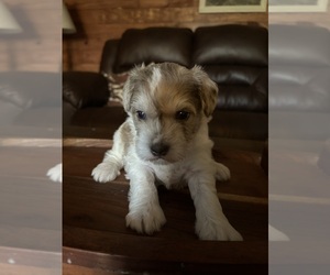 Schnauzer (Miniature) Puppy for sale in SILER CITY, NC, USA