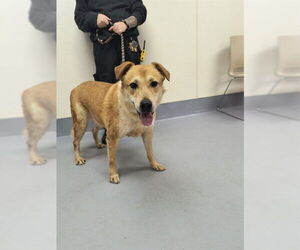Mutt Dogs for adoption in Louisville, KY, USA