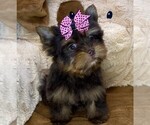 Small #7 Yorkshire Terrier