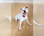 Small #1 American Pit Bull Terrier Mix