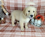 Small Photo #44 Golden Retriever Puppy For Sale in FALCON, CO, USA