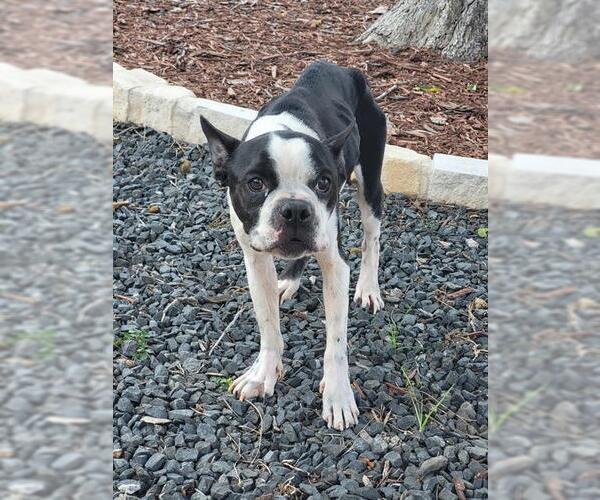 Medium Photo #1 Boston Terrier Puppy For Sale in San Antonio, TX, USA