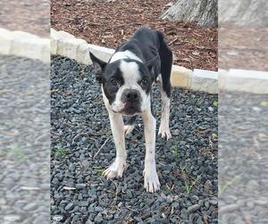 Boston Terrier Dogs for adoption in San Antonio, TX, USA