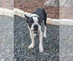 Small Boston Terrier