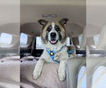 Small #1 Great Pyrenees Mix