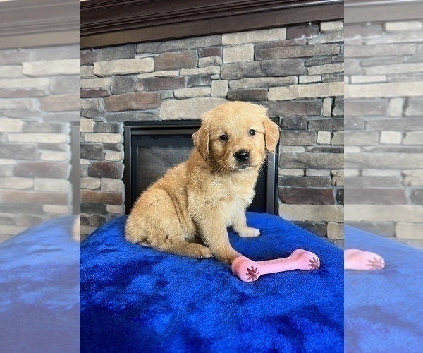 Medium Photo #2 Golden Retriever Puppy For Sale in NOBLESVILLE, IN, USA