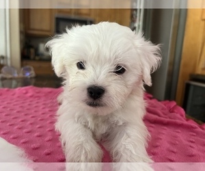 Maltese-Shih-Poo Mix Puppy for sale in ORLANDO, FL, USA