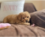 Small Photo #4 Cavapoo Puppy For Sale in CENTER, TX, USA