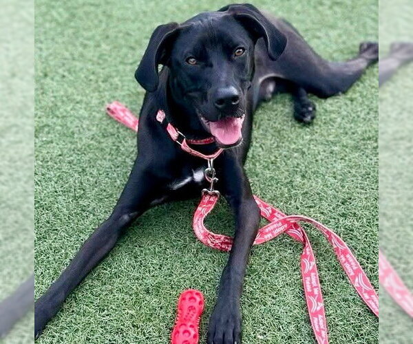 Medium Photo #9 Labrador Retriever-Unknown Mix Puppy For Sale in Canton, CT, USA