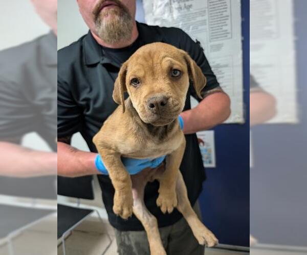Medium Photo #1 Mastiff-Unknown Mix Puppy For Sale in Bakersfield, CA, USA