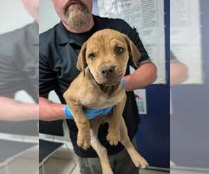 Mastiff-Unknown Mix Dogs for adoption in Bakersfield, CA, USA