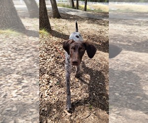 German Shorthaired Pointer Dogs for adoption in DRIPPING SPRINGS, TX, USA
