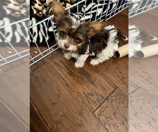 Medium Photo #3 Yorkshire Terrier Puppy For Sale in KELLER, TX, USA