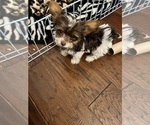 Small #2 Yorkshire Terrier