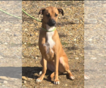 Small #1 Black Mouth Cur Mix
