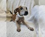 Small #2 Black Mouth Cur Mix