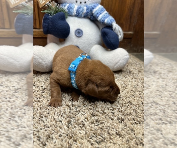 Medium Photo #10 Labrador Retriever Puppy For Sale in NEOLA, WV, USA