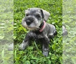 Small #1 Schnauzer (Miniature)