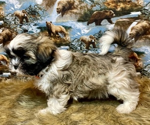 Shih Tzu Puppy for sale in PARSONS, KS, USA