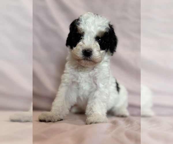 Medium Photo #8 Bernedoodle (Miniature) Puppy For Sale in LONGMONT, CO, USA