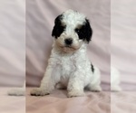 Love - Female Bernedoodle (Miniature) Puppy for Sale - Photo #8