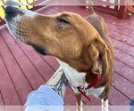 Small Photo #11 Treeing Walker Coonhound-Unknown Mix Puppy For Sale in Germantown, OH, USA