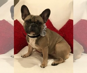 Mother of the French Bulldog puppies born on 04/06/2019