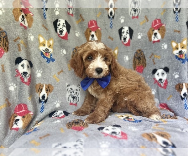 Medium Photo #6 Cavapoo Puppy For Sale in LAKELAND, FL, USA