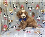 Small #5 Cavapoo