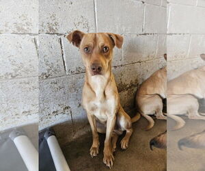 Chihuahua-Unknown Mix Dogs for adoption in El Centro, CA, USA