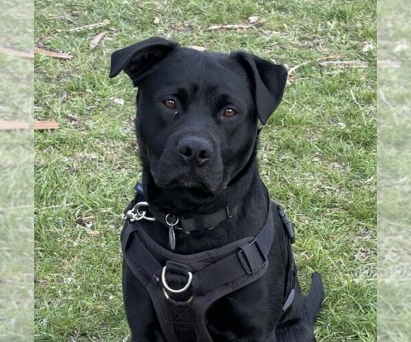 Medium Photo #20 Mutt Puppy For Sale in Fargo, ND, USA