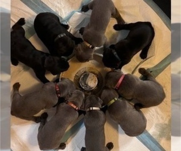 Full screen Photo #5 Cane Corso Puppy For Sale in HOLTVILLE, CA, USA