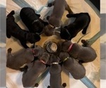 Small Photo #5 Cane Corso Puppy For Sale in HOLTVILLE, CA, USA
