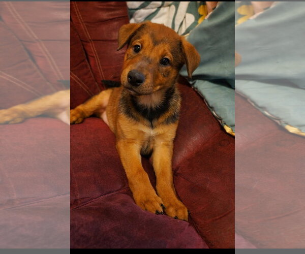 Medium Photo #2 Doberman Pinscher-German Shepherd Dog Mix Puppy For Sale in Euless, TX, USA