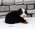 Small Photo #6 Bernese Mountain Dog Puppy For Sale in FREDERICKSBURG, OH, USA