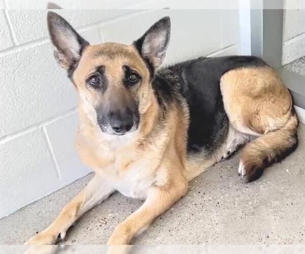 Medium Photo #2 German Shepherd Dog Puppy For Sale in Houston, TX, USA