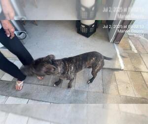 American Pit Bull Terrier Dogs for adoption in Ocala, FL, USA