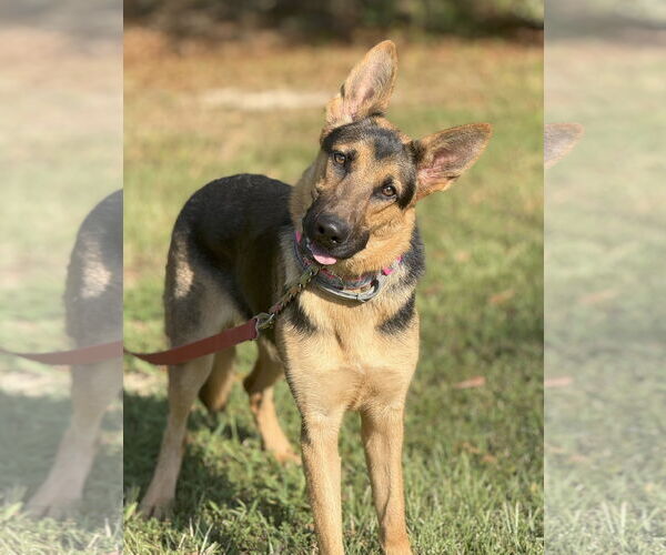 Medium Photo #3 German Shepherd Dog Puppy For Sale in Attalka, AL, USA