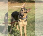 Small #2 German Shepherd Dog