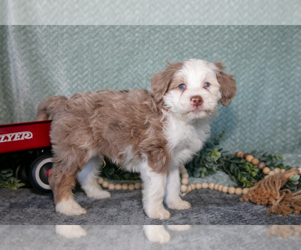 Medium Photo #2 Bernedoodle (Miniature) Puppy For Sale in APPLE CREEK, OH, USA