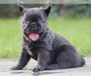 French Bulldog Puppy for sale in BOSTON, MA, USA