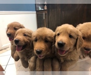 Golden Retriever Puppy for sale in SANTA ANA, CA, USA