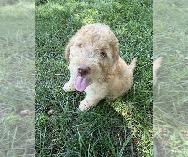 Medium Photo #2 Aussiedoodle Puppy For Sale in ASHEVILLE, NC, USA